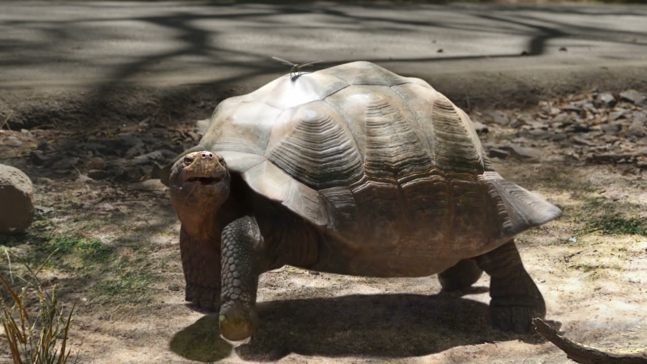 Nuvama - Tortoise Film | Colourist by Rohit Padwal