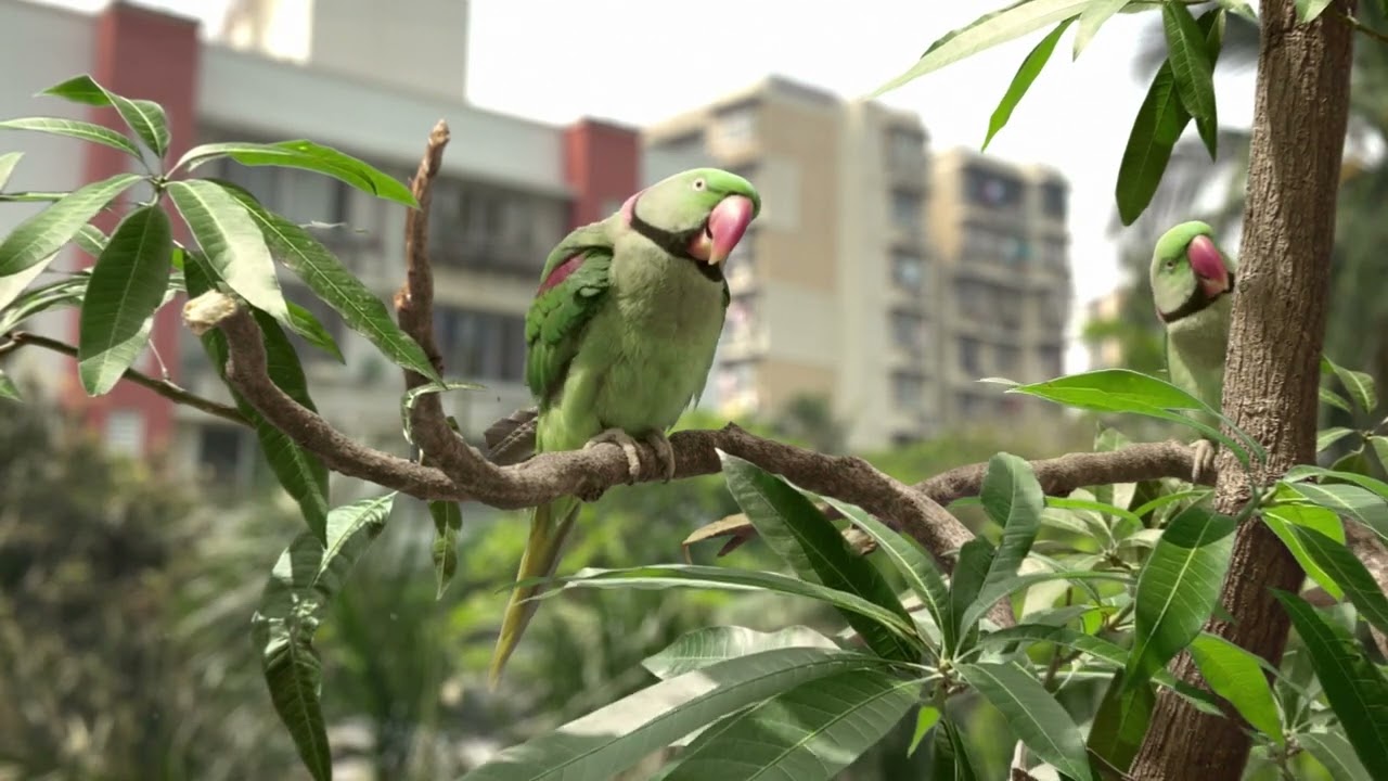 Nuvama - Parrot Film | Music Director by Somu Riggs