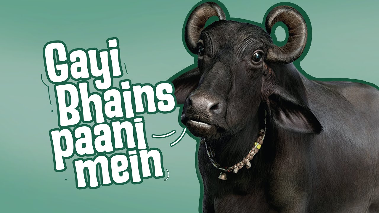 Achha Kiya Insurance Liya - Gayi Bhains Paani Mein | Voice Over by Ila Arun