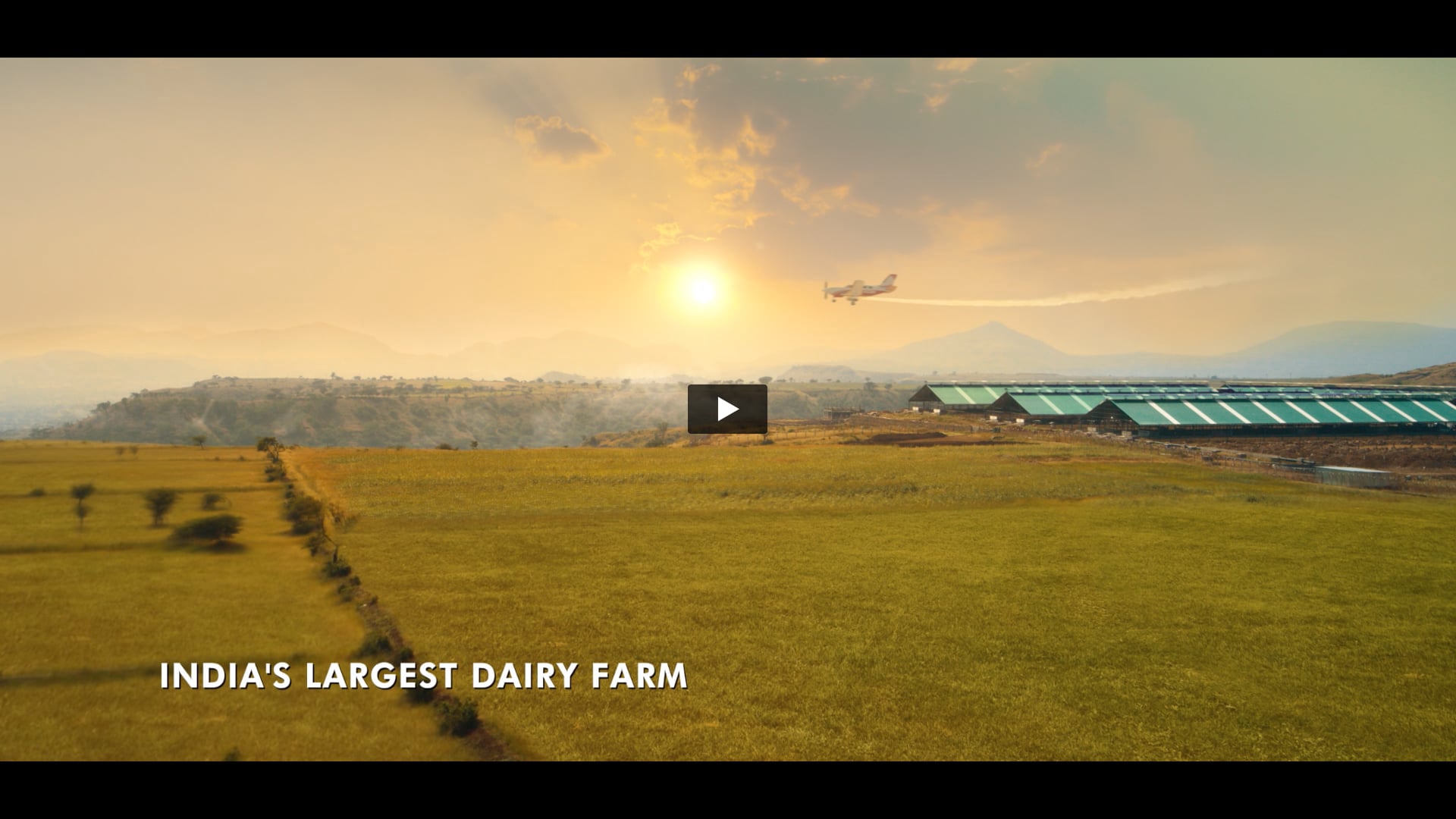 Pride Of Cows - Full Of Love Only Love | Art Director by Vdhakoliya 