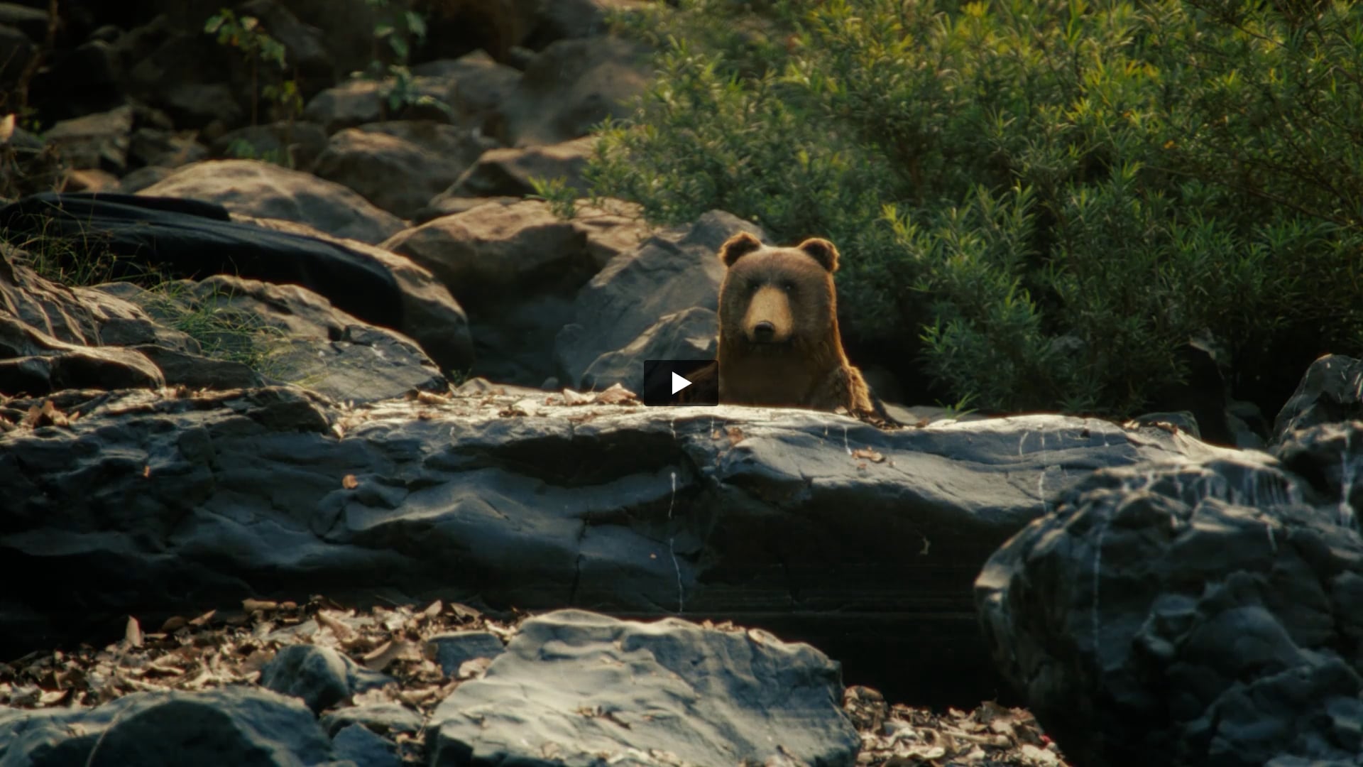 VIP Shaadi - Bear Film | First AD by Apeksha Chordia