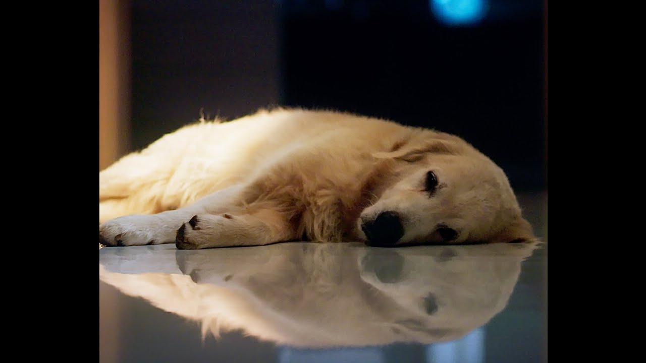 Pawfectly Made - Secret Ingredient Is Love | Assistant Editor by Mattews Joy