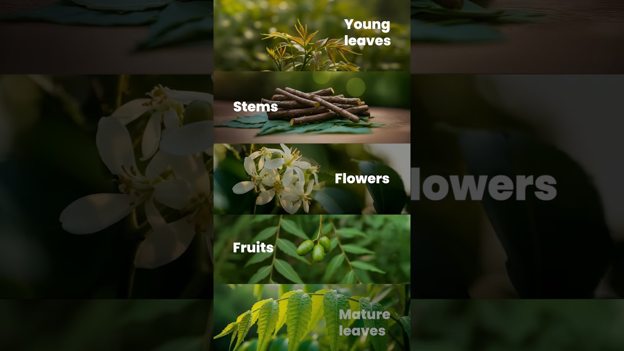 Himalaya Purifying Neem Facewash | DoP by Anand Mathew Thomas