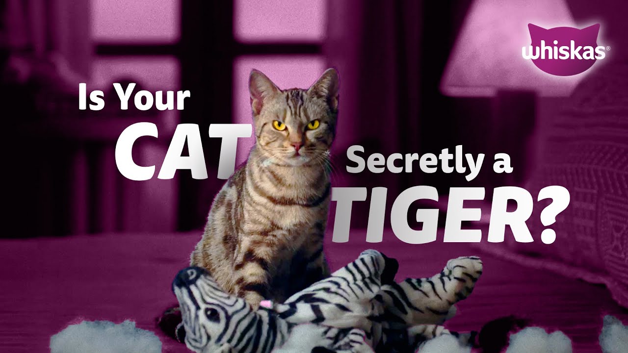 Whiskas - For the Tiger in Your Cat | Animal Handler by Yasin Khan