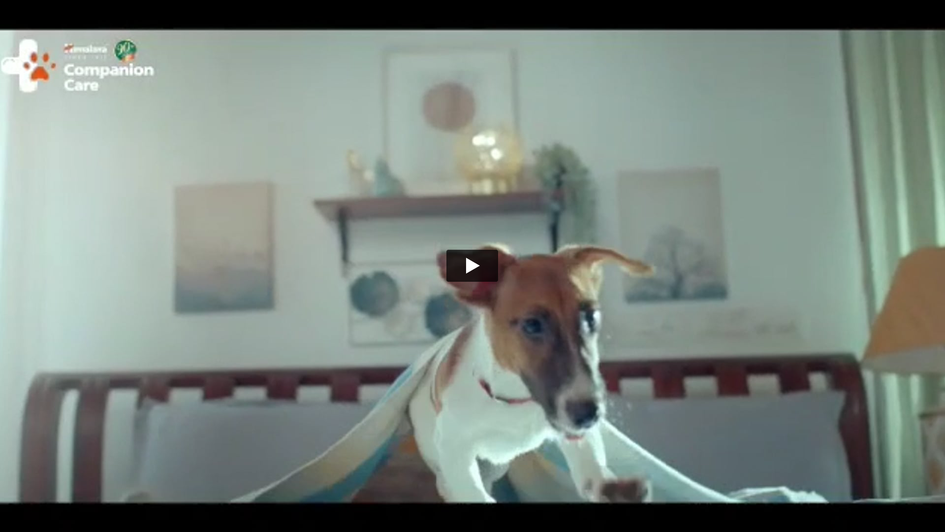 Himalaya Healthy Pet Food | Animal Handler by Joseph 