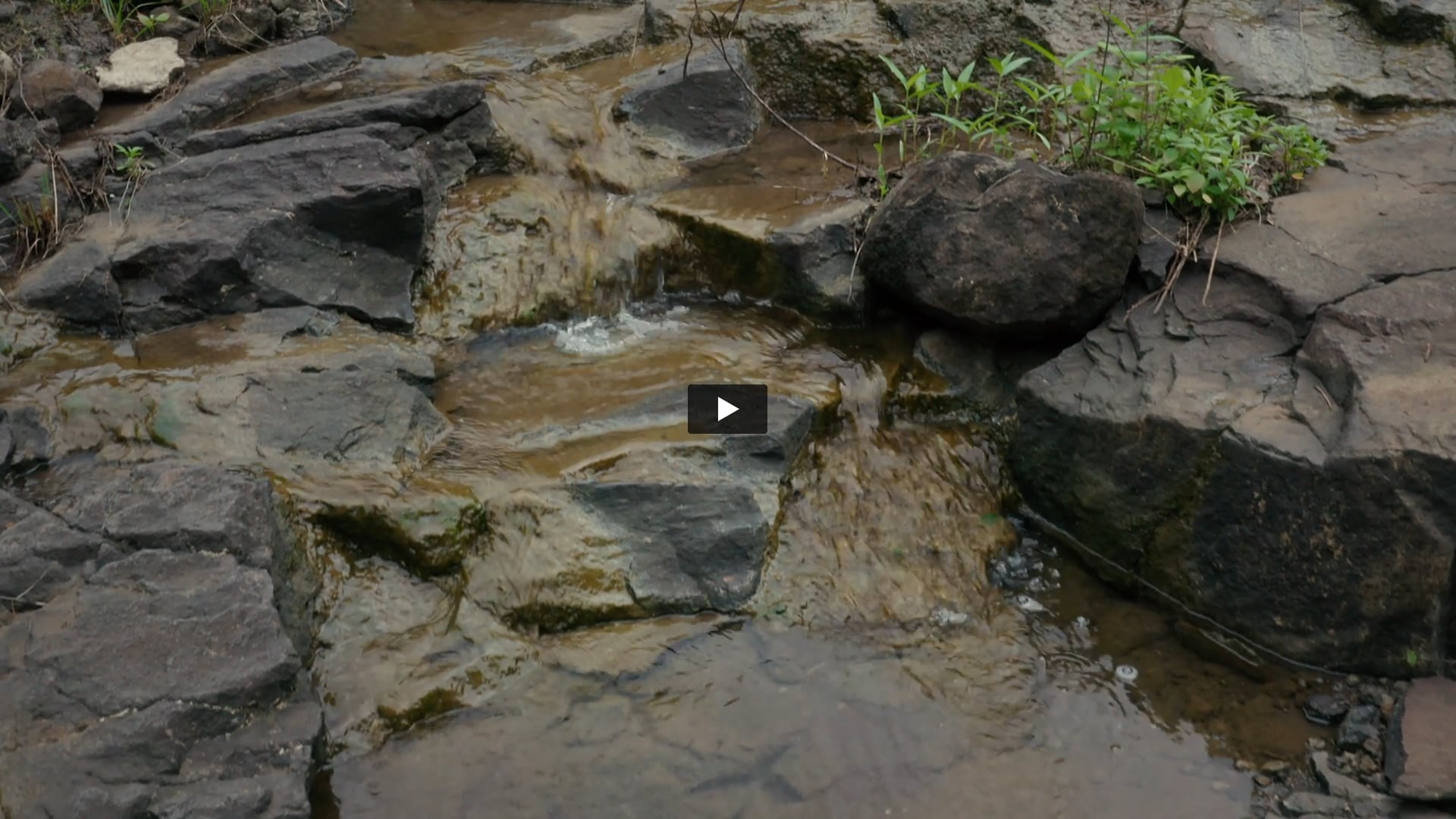 Wild Life Luxuries | DoP by Harpreet 