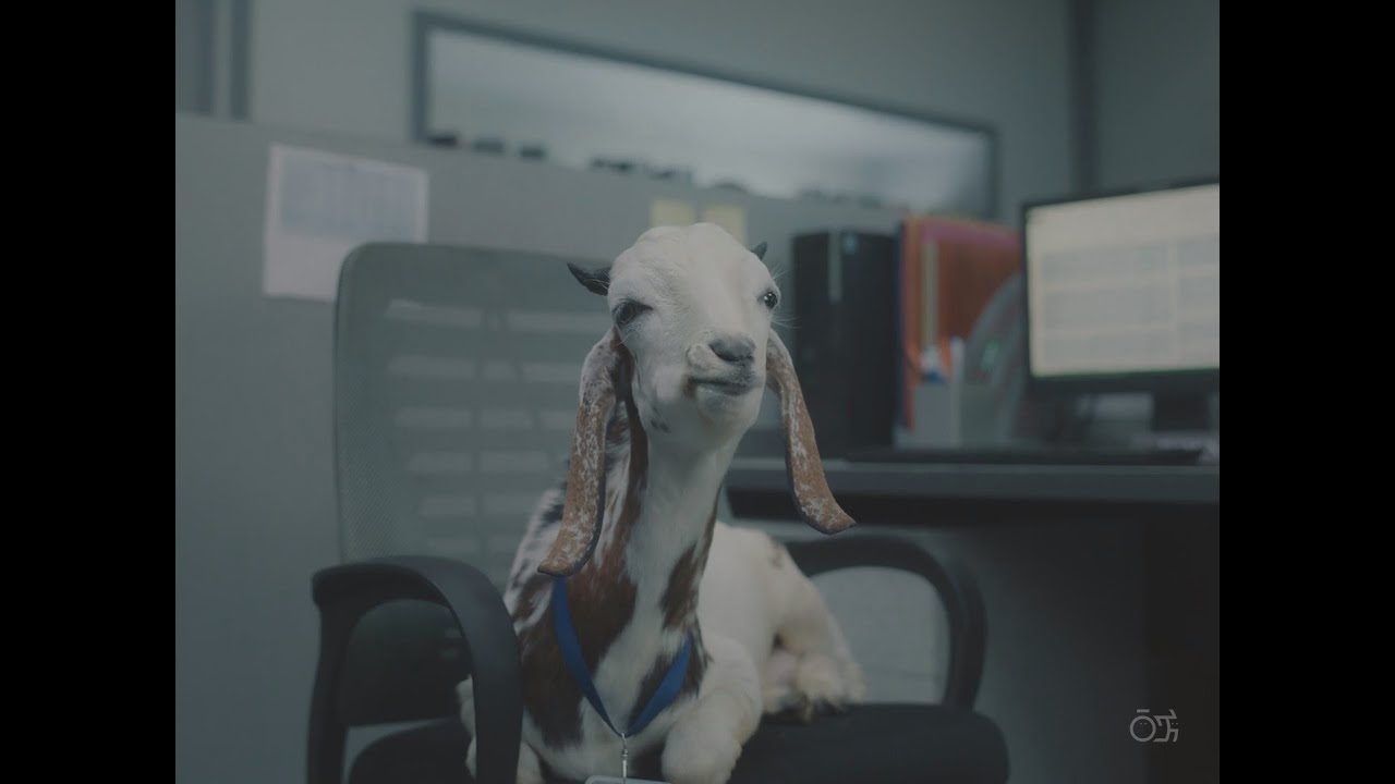 Flipkart - Bakra Film | Production Designer by Jatin Parmar