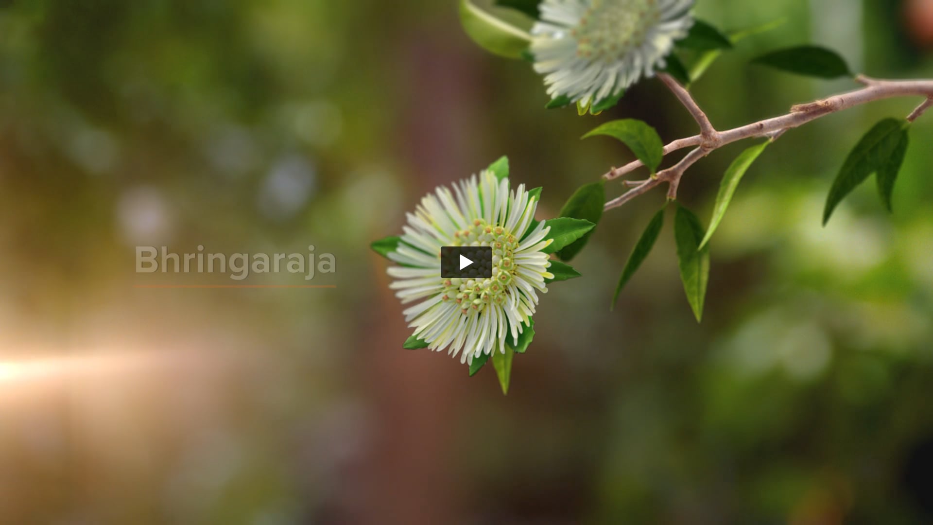 Himalaya - Anti Dandruff Shampoo | Hair and Makeup by Subin Lalitha