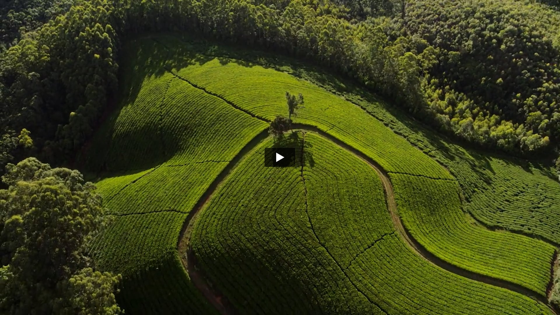 Tata Tea - Kannan Devan Hills | Singer by Rajguru Hoskote